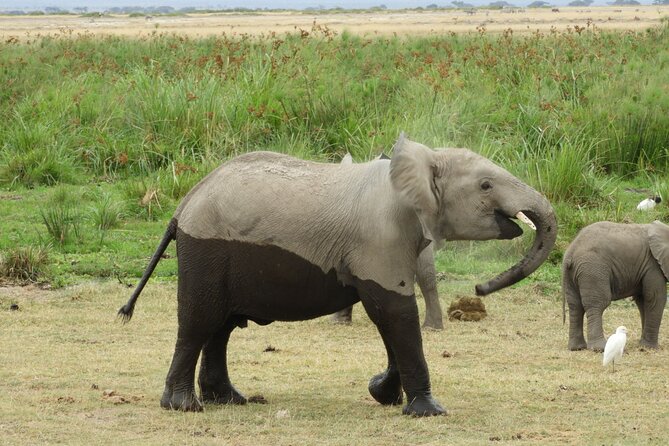 Amboseli day Escape: Private Tour - Key points to know before booking