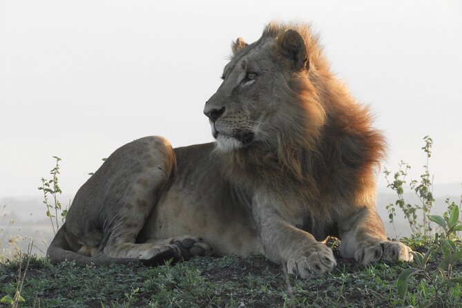 Amboseli day Escape: Private Tour - Why Amboseli makes a good one-day safari