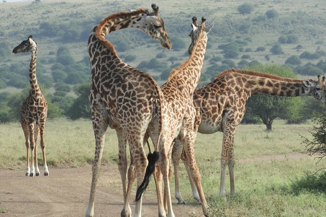 Amboseli day Escape: Private Tour - Reaching Amboseli in a private tour van