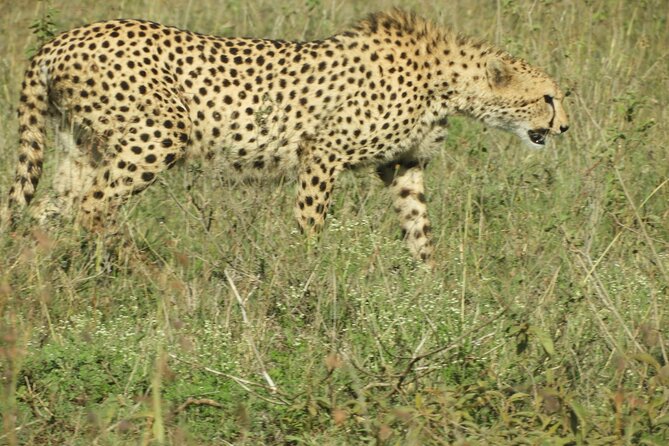Amboseli day Escape: Private Tour - The morning game drive from 9 a.m. to 12:30 p.m.