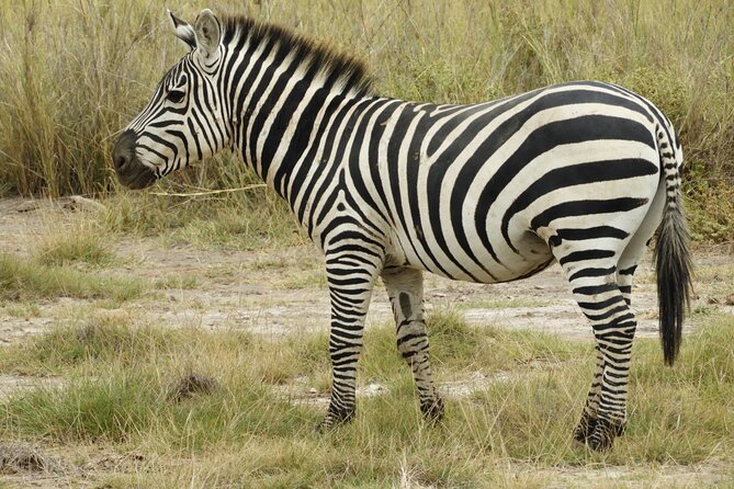 Amboseli day Escape: Private Tour - The Maasai village visit is optional and extra