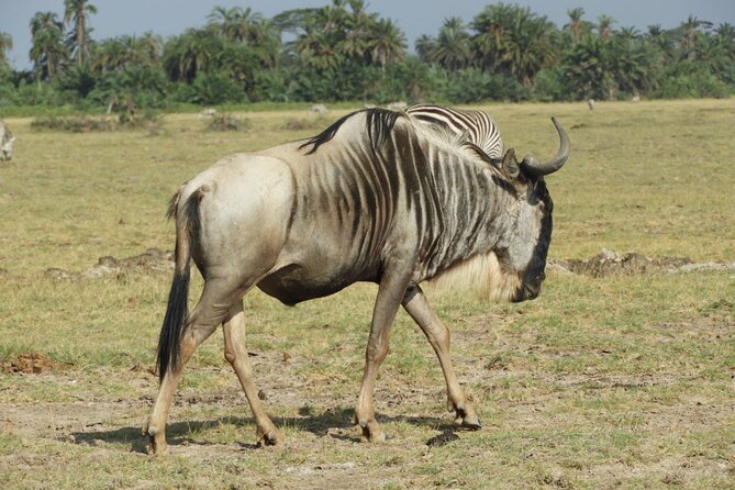 Amboseli day Escape: Private Tour - The short afternoon drive and return to Nairobi