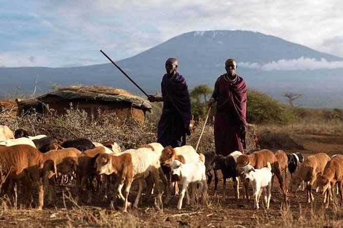 Amboseli Day Tour from Nairobi - Key points at a glance