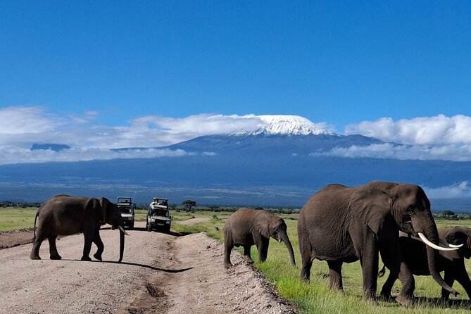 Amboseli Day Tour from Nairobi - Why Amboseli works as a one-day safari