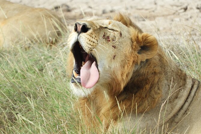 Amboseli Day Tour from Nairobi - What you might see on the game drive