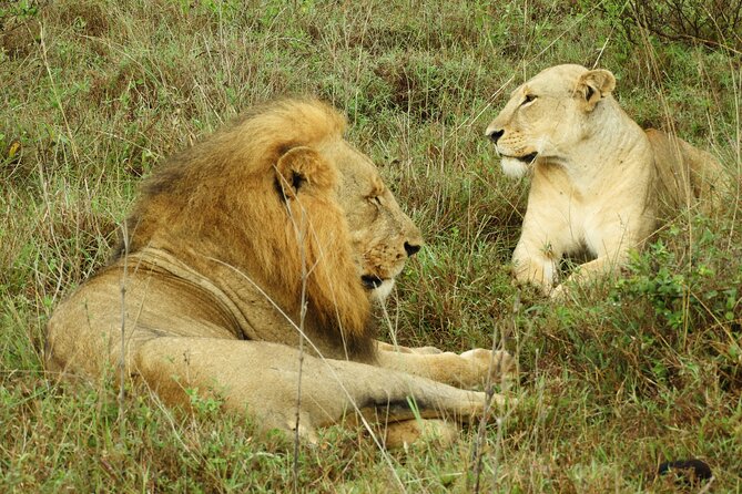 Amboseli Day Tour from Nairobi - The Maasai community visit costs extra