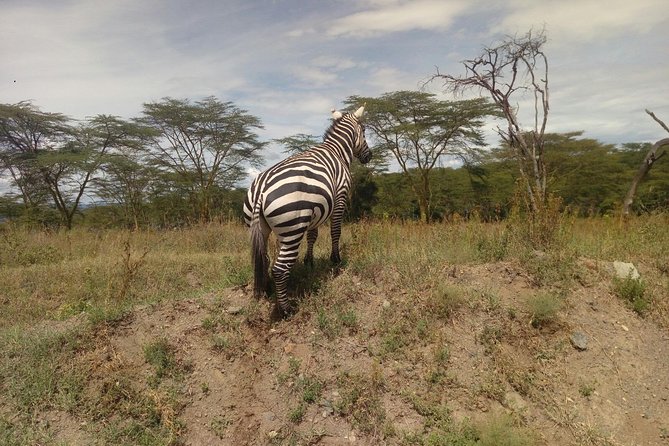 Amboseli Day Trip from Nairobi - Why Amboseli works as a one-day safari