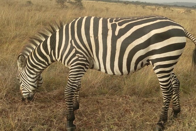 Amboseli Day Trip from Nairobi - The morning game drive until 12:30 p.m.