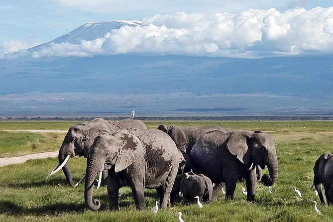 Amboseli Day Trip from Nairobi - Lunch at the park, with two choices