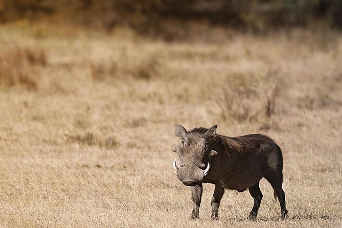 Amboseli Day Trip from Nairobi - The final 1.5 hours inside the park