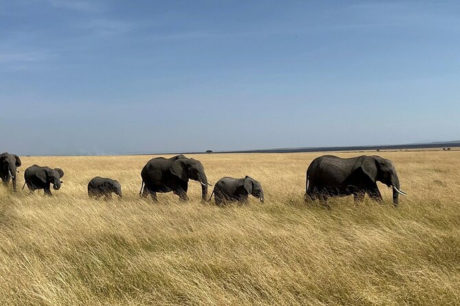 Amboseli day trip with pick up - Key points before you book