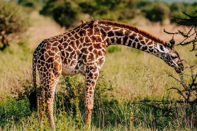 Amboseli Day Trip with Pickup - Why Amboseli works as a Nairobi day trip