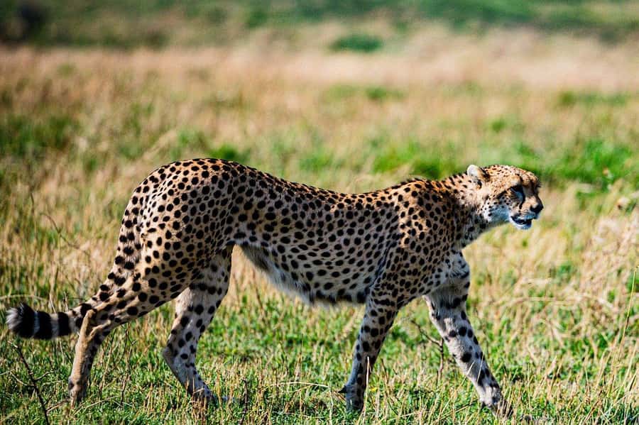 "Amboseli Day Trip with Picnic Lunch Included" - Key points at a glance