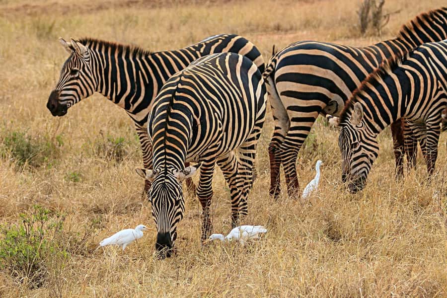 "Amboseli Day Trip with Picnic Lunch Included" - Why Amboseli works so well for a one-day safari
