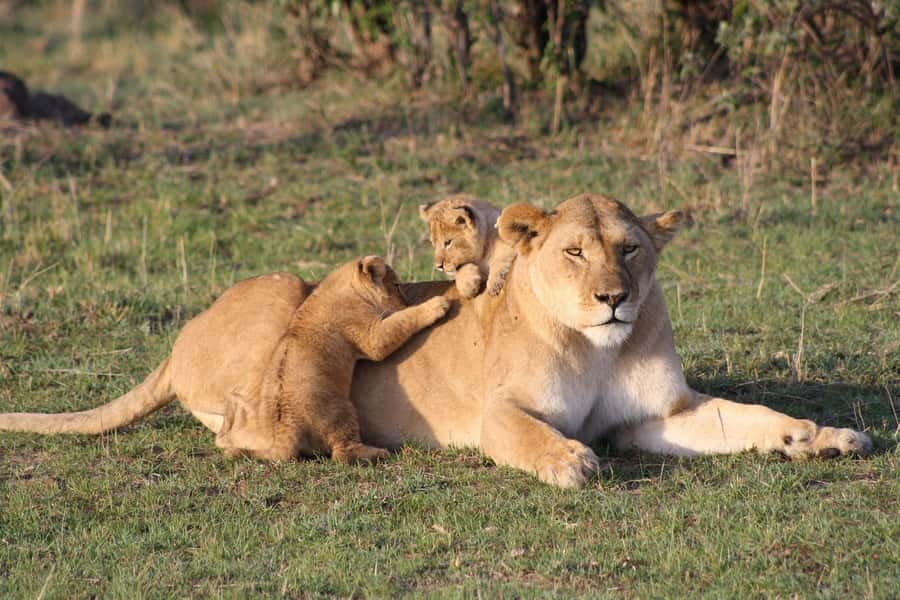 "Amboseli Day Trip with Picnic Lunch Included" - What the $140 price really covers