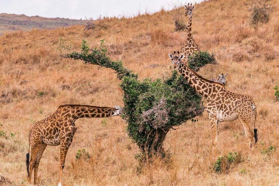"Amboseli Day Trip with Picnic Lunch Included" - Who should book this Amboseli day trip?