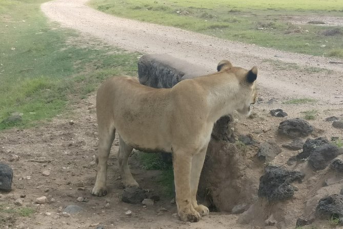 Amboseli Day Trip!! - Arriving at the park and starting the game drive