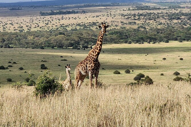 Amboseli & Nairobi National Park 3 Day Safari - A full day across Amboseli’s varied ground