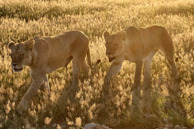 Amboseli & Nairobi National Park 3 Day Safari - The dawn drive and return to Nairobi