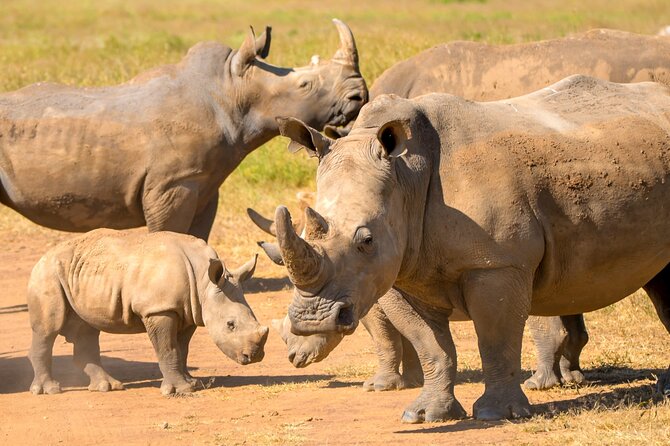Amboseli & Nairobi National Park 3 Day Safari - Morning wildlife beside the capital