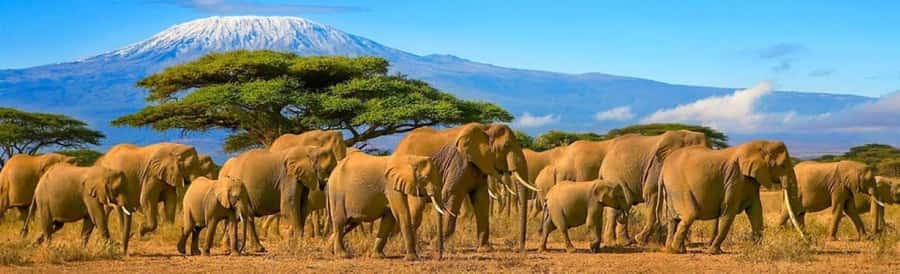 Amboseli National Park 3-Day Safari from Nairobi - Why Amboseli works so well for a short safari