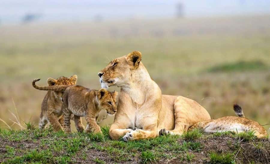 Amboseli National Park 3-Day Safari from Nairobi - Your first Amboseli game drive