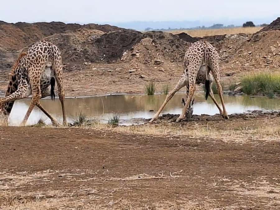 Amboseli National Park 3-Day Safari from Nairobi - Lunch, rest, and the first evening