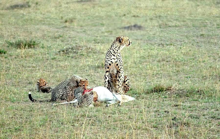 Amboseli National Park 3-Day Safari from Nairobi - The Maasai village visit