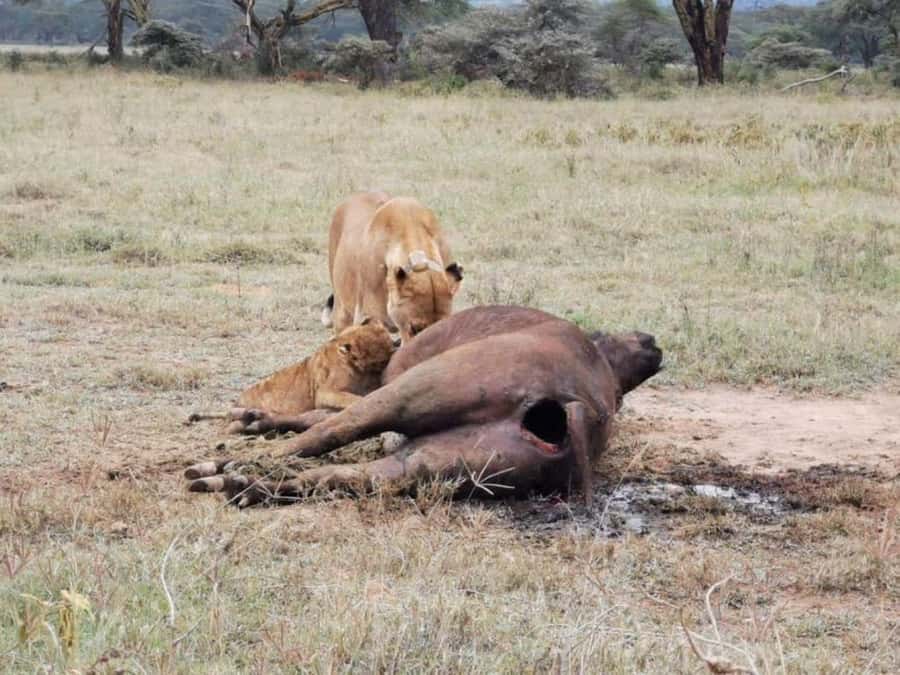 Amboseli National Park 3-Day Safari from Nairobi - The three-hour drive from Nairobi