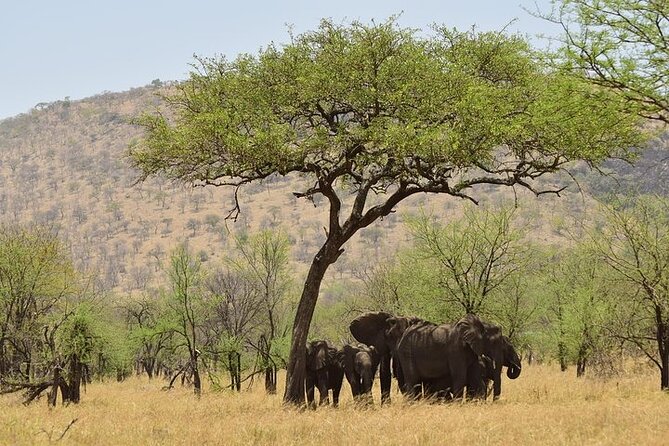 Amboseli National Park Day tour; Free Wifi Connection - The 5:00 am start and the road south