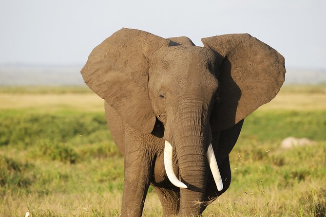 Amboseli National Park Day tour; Free Wifi Connection - What the $199 price really includes