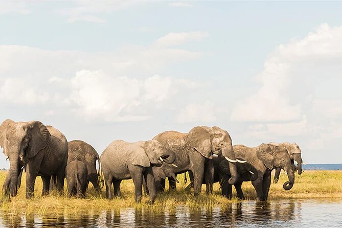 Amboseli National Park Day tour; Free Wifi Connection - The guides and the quality of the drive