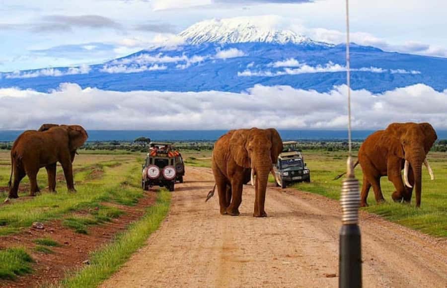 Amboseli National Park Day Trip and Maasai Village Visit - Why Amboseli makes a strong day trip from Nairobi