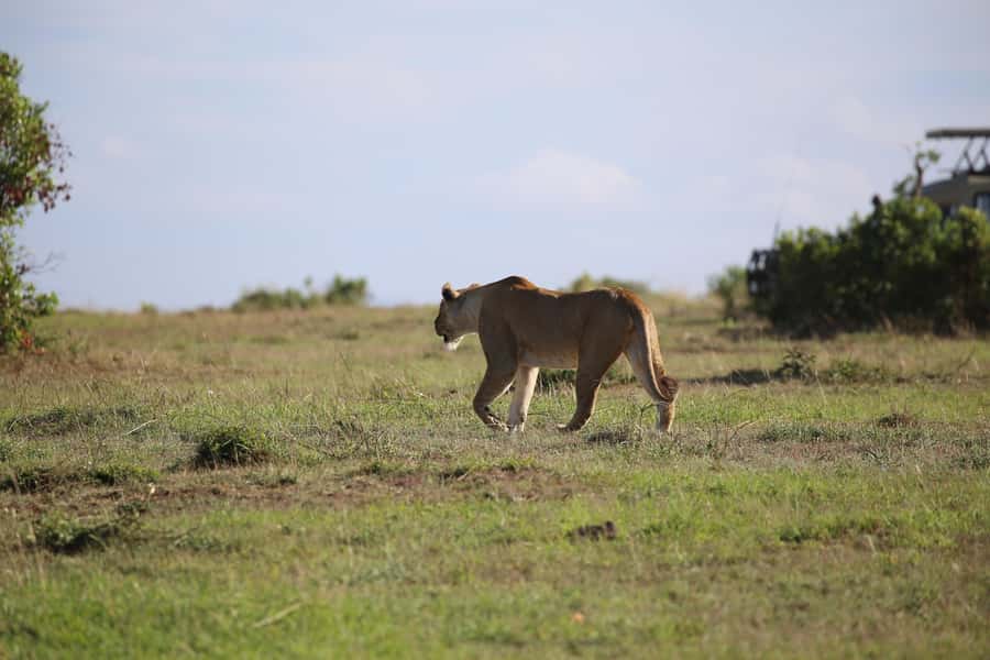 Amboseli National Park Day Trip and Maasai Village Visit - Entering Amboseli and finding the animals
