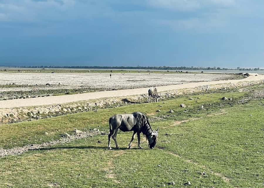 Amboseli National Park Day Trip and Maasai Village Visit - Communication and timing matter more than usual