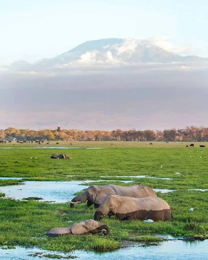 Amboseli National Park Day Trip and Maasai Village Visit - The 4:30 a.m. Nairobi pickup