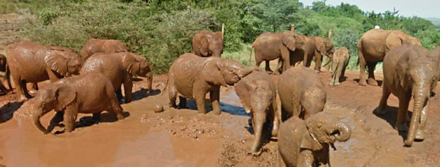 Amboseli National Park Day Trip from Nairobi - Why Amboseli makes a worthwhile day trip from Nairobi