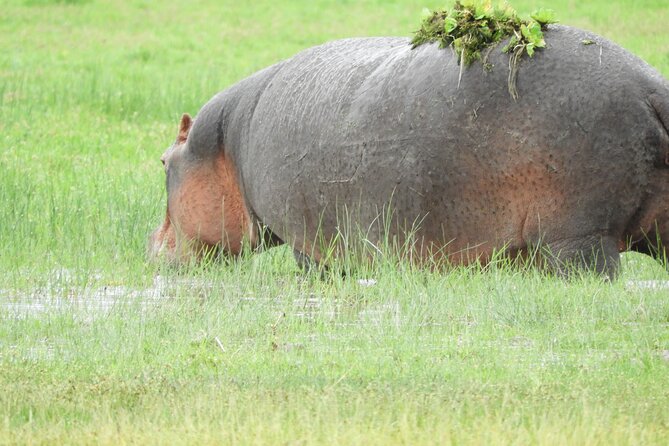 Amboseli National Park Day Trip & Game drive - The real cost of a $170 day trip
