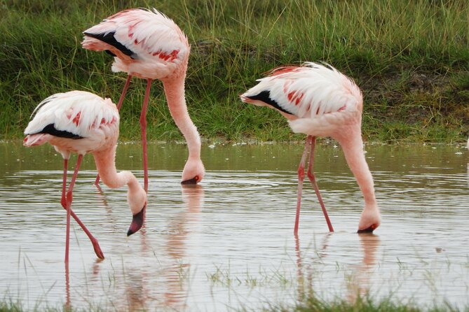 Amboseli National Park Day Trip & Game drive - Communication and the role of the guide
