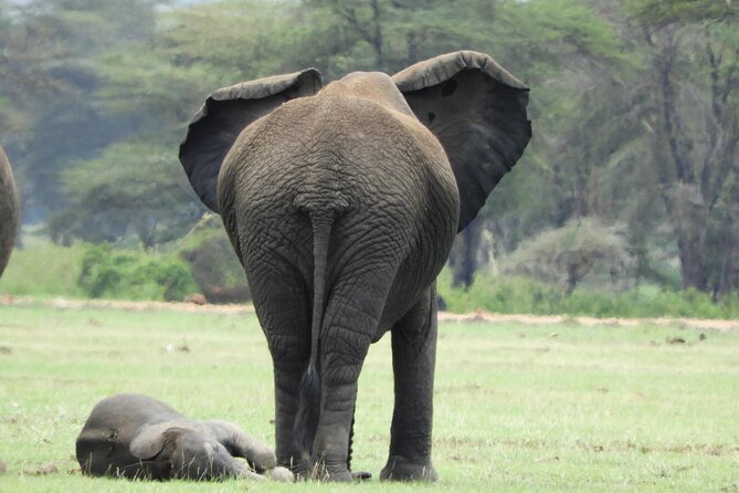 Amboseli National Park Day Trip & Game drive - Useful preparation for the 250-kilometer route