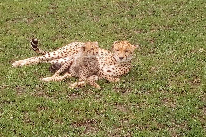 Amboseli National park Day trip:Mt kilimanjaro Views - Key points at a glance
