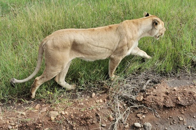 Amboseli National park Day trip:Mt kilimanjaro Views - Lunch, bottled water, and the pool break
