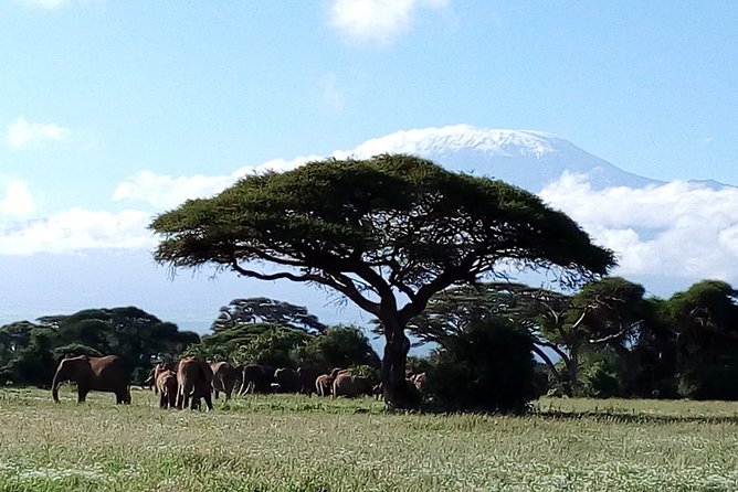 Amboseli National park Day trip:Mt kilimanjaro Views - Is $190 per person good value?