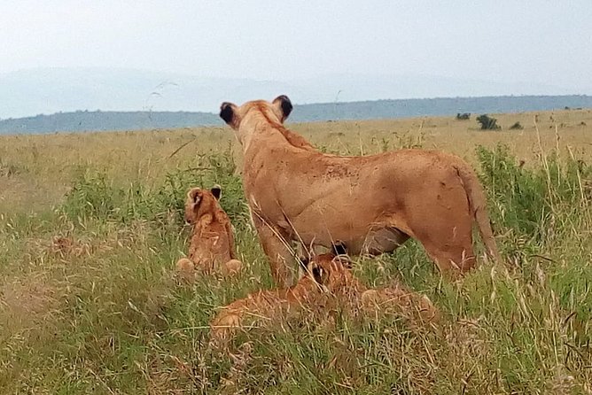 Amboseli National park Day trip:Mt kilimanjaro Views - Who should book this Amboseli outing?