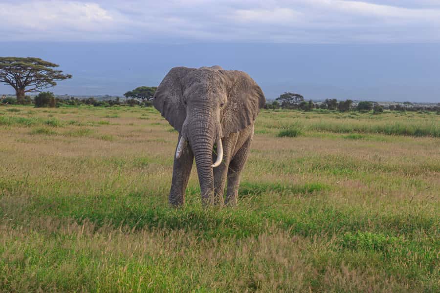 Amboseli National Park: Daytrip from Nairobi in a 4X4 Jeep - Why Amboseli works as a Nairobi day trip
