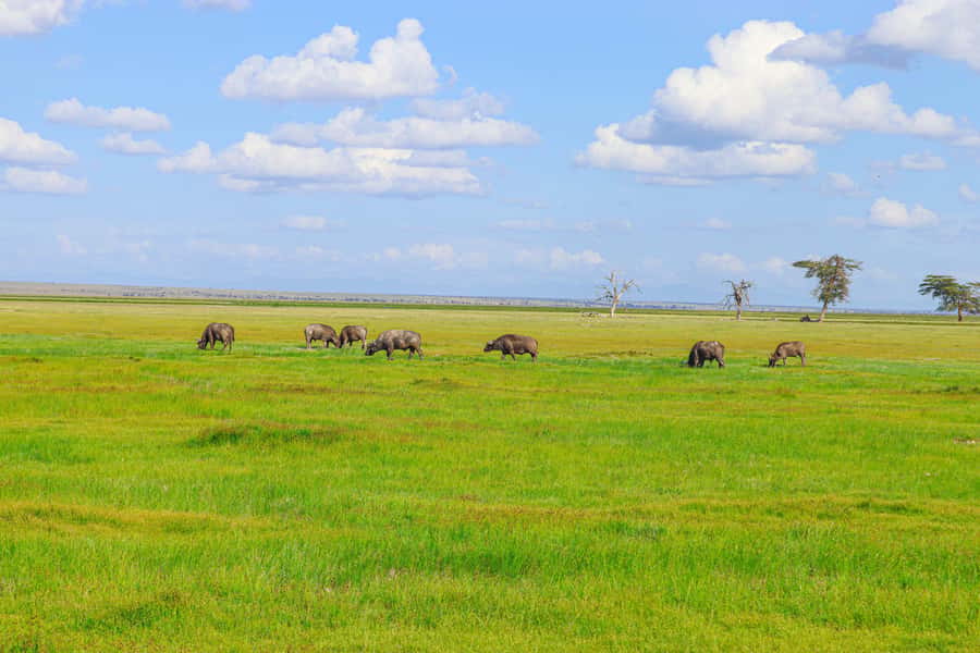 Amboseli National Park: Daytrip from Nairobi in a 4X4 Jeep - Crossing Maasai territory toward Kilimanjaro