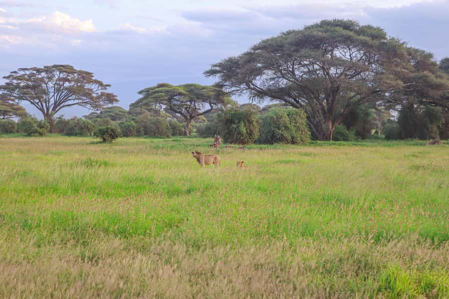 Amboseli National Park: Daytrip from Nairobi in a 4X4 Jeep - The long ride back to Nairobi