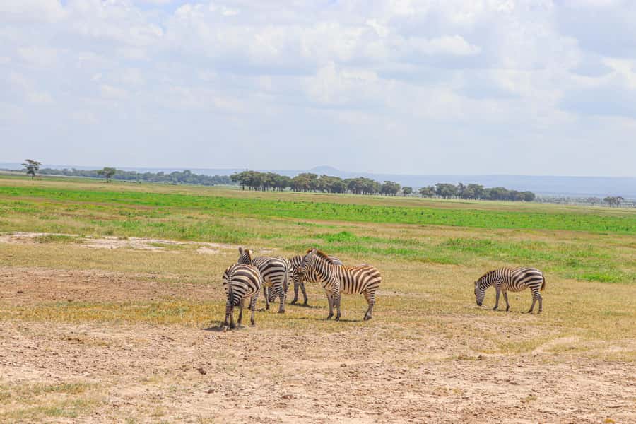 Amboseli National Park: Daytrip from Nairobi in a 4X4 Jeep - What the $280 price really includes