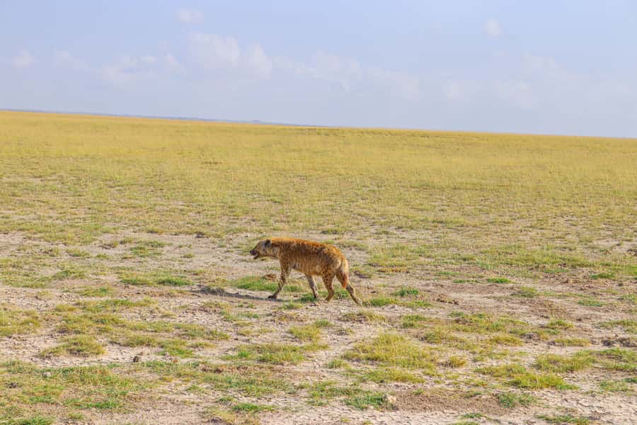 Amboseli National Park: Daytrip from Nairobi in a 4X4 Jeep - Comfort, clothing, and simple rules