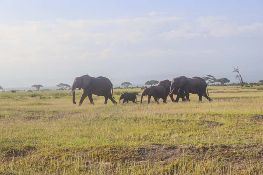 Amboseli National Park: Daytrip from Nairobi in a 4X4 Jeep - Who will enjoy this Amboseli day trip?